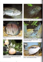 Akvaristika, Jak chovat tropické ryby jinak a lépe, 1996